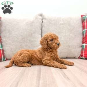 Ginger, Mini Goldendoodle Puppy