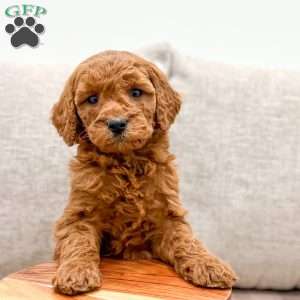 Ginger, Mini Goldendoodle Puppy