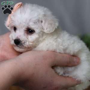 Angel (Teacup), Bichon Frise Puppy