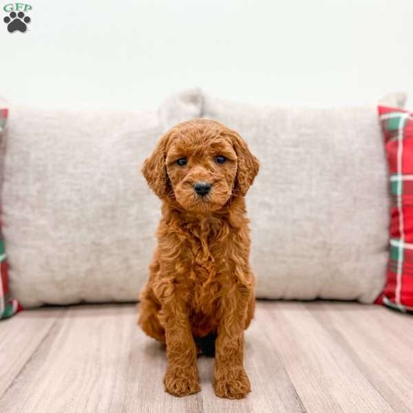 Ginger, Mini Goldendoodle Puppy