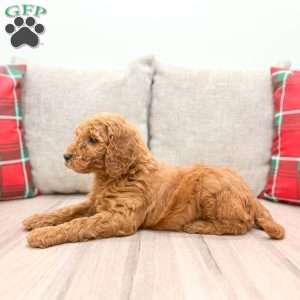 Odie, Mini Goldendoodle Puppy