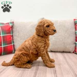 Odie, Mini Goldendoodle Puppy