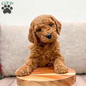 Odie, Mini Goldendoodle Puppy