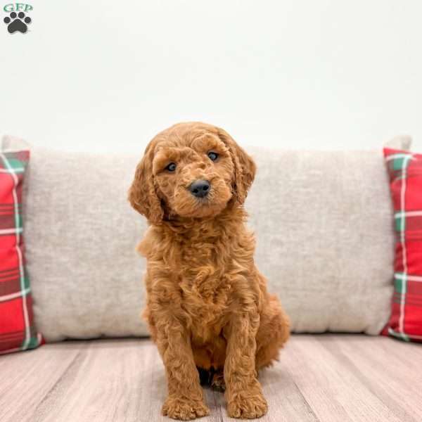 Odie, Mini Goldendoodle Puppy