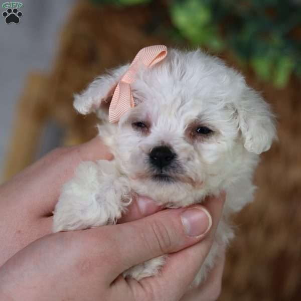 Angel (Teacup), Bichon Frise Puppy