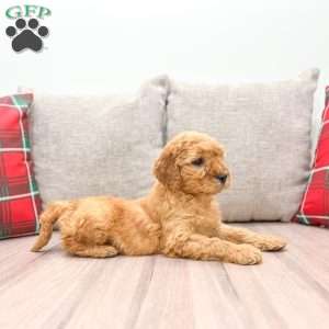 Mia, Mini Goldendoodle Puppy