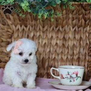 Angel (Teacup), Bichon Frise Puppy