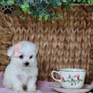 Angel (Teacup), Bichon Frise Puppy