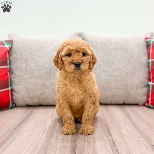 Mia, Mini Goldendoodle Puppy