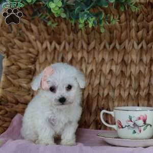 Angel (Teacup), Bichon Frise Puppy