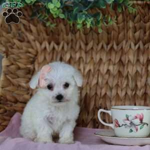 Angel (Teacup), Bichon Frise Puppy