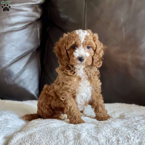 Cooper, Cockapoo Puppy