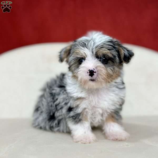 Frostine, Yorkie Poo Puppy