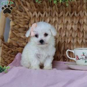 Angel (Teacup), Bichon Frise Puppy