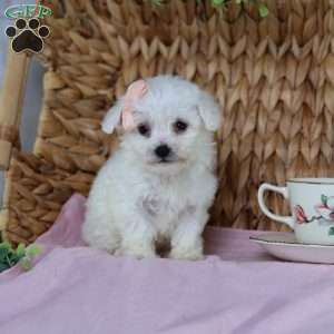 Angel (Teacup), Bichon Frise Puppy