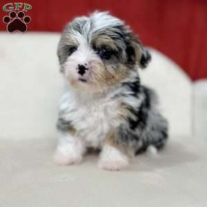 Frostine, Yorkie Poo Puppy