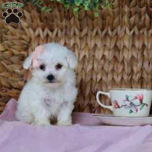 Angel (Teacup), Bichon Frise Puppy