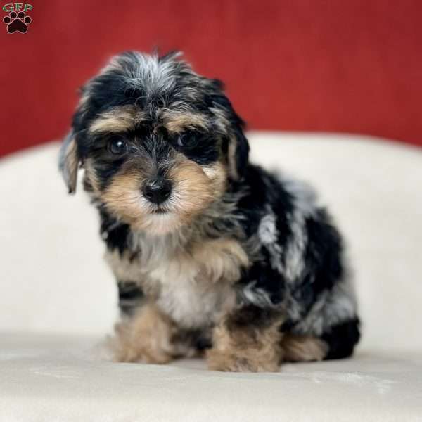 Sugarplum, Yorkie Poo Puppy