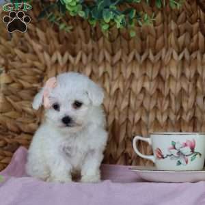 Angel (Teacup), Bichon Frise Puppy