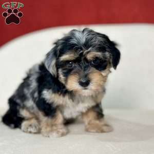 Sugarplum, Yorkie Poo Puppy