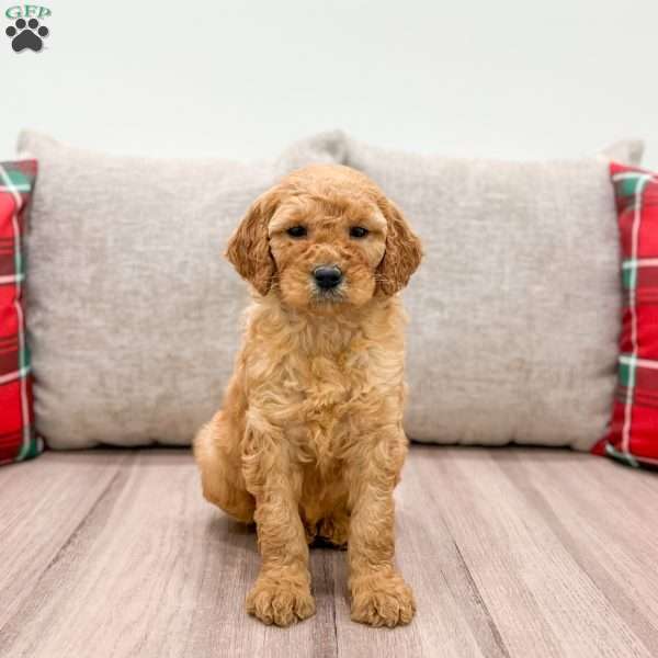 Holly, Mini Goldendoodle Puppy