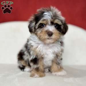 Clarisse, Yorkie Poo Puppy