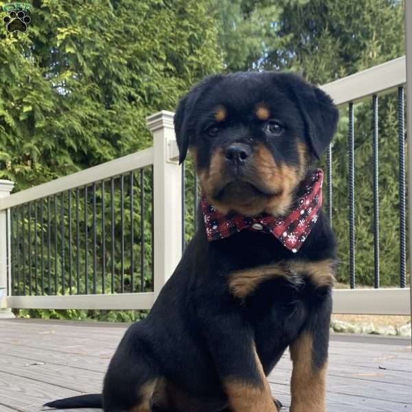 Stella, Rottweiler Puppy