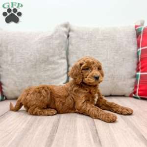 Willow, Mini Goldendoodle Puppy