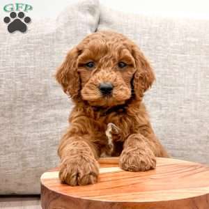 Willow, Mini Goldendoodle Puppy