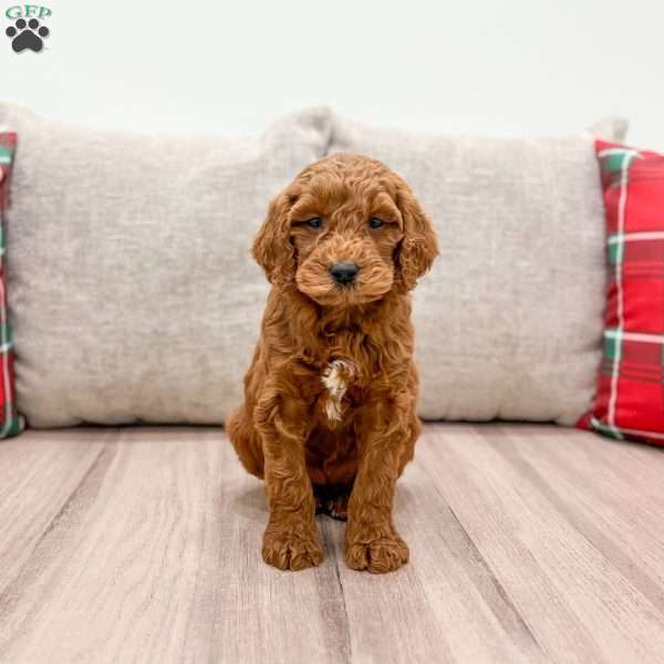 Willow, Mini Goldendoodle Puppy