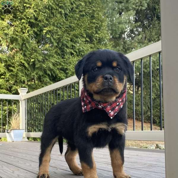 Hazel, Rottweiler Puppy