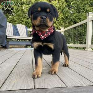 Hazel, Rottweiler Puppy