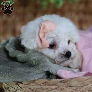 Angel (Teacup), Bichon Frise Puppy