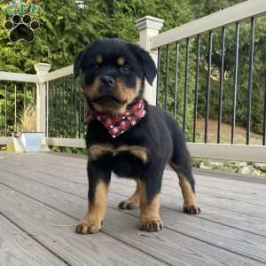 Hazel, Rottweiler Puppy