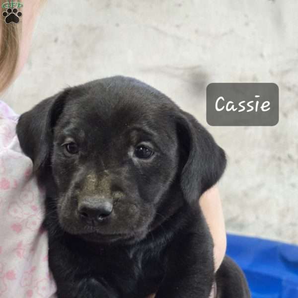 Cassie, Golden Labrador Puppy