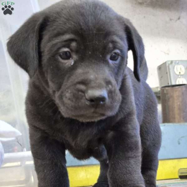 Captain, Golden Labrador Puppy