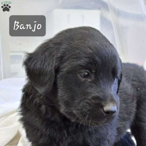 Banjo, Golden Labrador Puppy