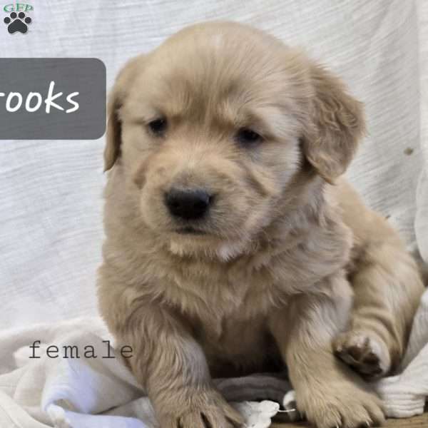 Brooks, Golden Labrador Puppy