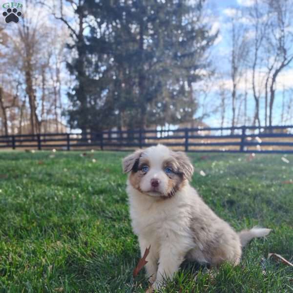 Quinn, Australian Shepherd Puppy