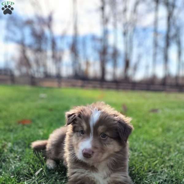 Bruno, Australian Shepherd Puppy