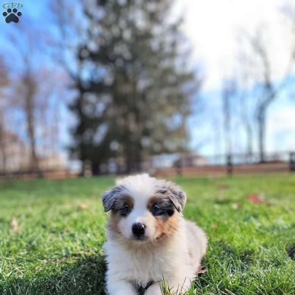 Daisy, Australian Shepherd Puppy