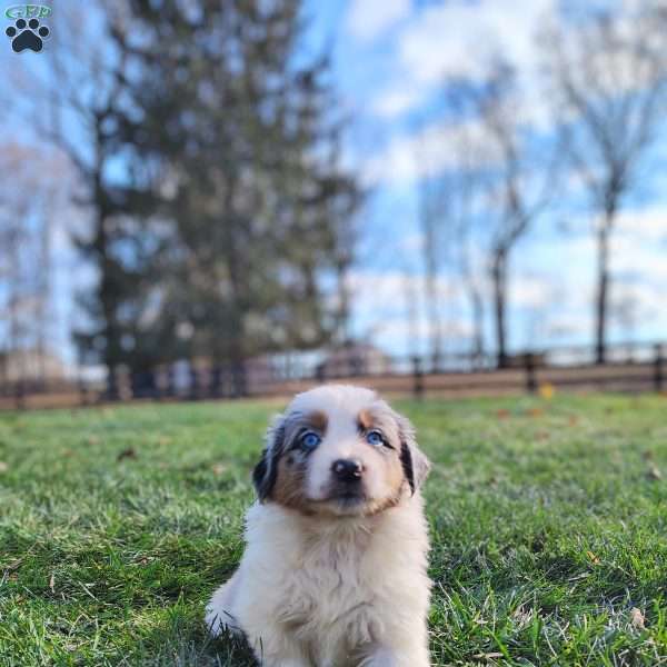 Demi, Australian Shepherd Puppy