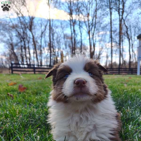 Belle, Australian Shepherd Puppy