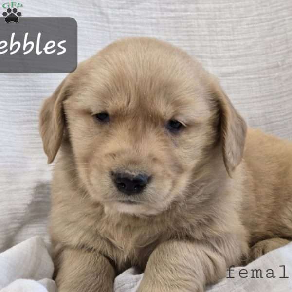 Pebbles, Golden Labrador Puppy