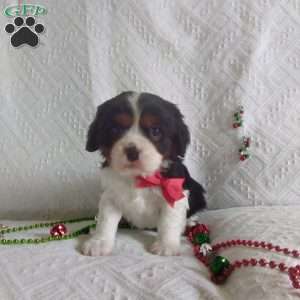 BIITZEN, Cavalier King Charles Spaniel Puppy