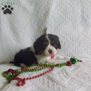 BIITZEN, Cavalier King Charles Spaniel Puppy