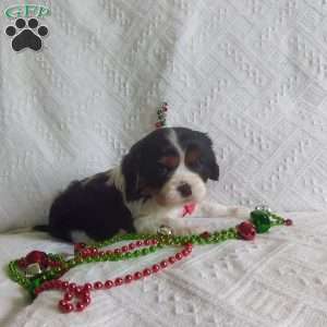 BIITZEN, Cavalier King Charles Spaniel Puppy