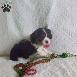 BIITZEN, Cavalier King Charles Spaniel Puppy