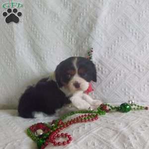 BIITZEN, Cavalier King Charles Spaniel Puppy