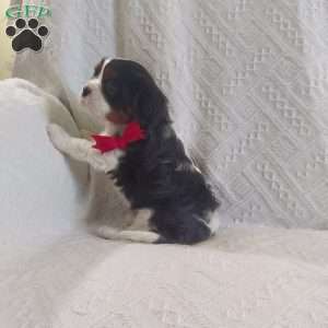 BIITZEN, Cavalier King Charles Spaniel Puppy